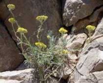 Helichrysum rupestre (Asteraceae)