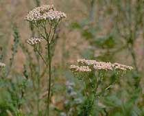 Achillea ligustica All.