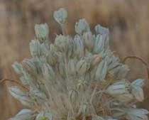 Allium palles (Liliaceae)