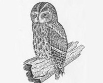 Allocco