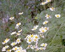 Anthemis cupaniana (Asteraceae)