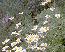 Anthemis cupaniana (Asteraceae)