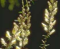 Antirrhinum siculum (Scrophulariaceae)