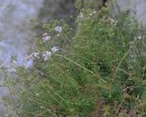 Asperula rupestris (Rubiaceae)