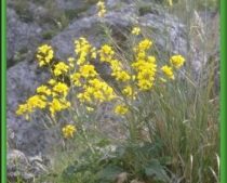 Brassica drepanensis (Brassicaceae)