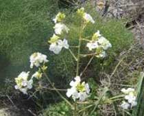Brassica villosa (Brassicaceaea)