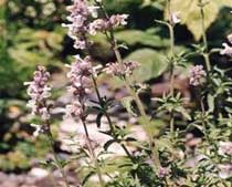 Calamintha nepeta L. Savi