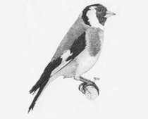 Cardellino