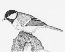 Cinciallegra