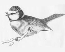 Cinciarella