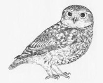 Civetta