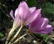 Colchicum bivonae (Liliaceae)