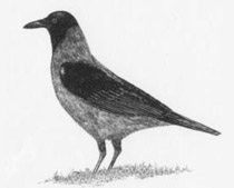 Cornacchia grigia