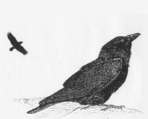 Corvo imperiale