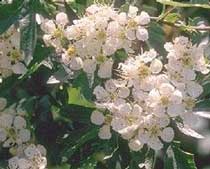 Crataegus monogyna Jacq.