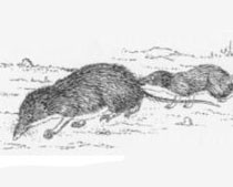 Crocidura