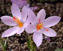 Crocus longiflorus (Iridaceae)