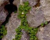 Cymbalaria pubescens (Scrophulariaceae)