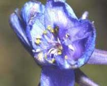 Delphinium emarginatum (Ranumculaceae)