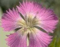 Dianthus rupicola(Caryophyllaceae)