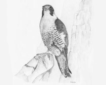 Falco pellegrino