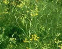 Foeniculum vulgare