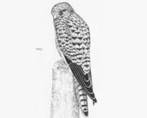Gheppio