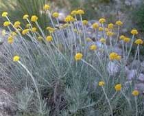 Helichrysum pendulum (Asteraceae)