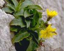 Hieracium cophanense(Asteraceae)