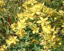 Hypericum perforatum L.