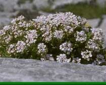 Iberis semperflorens L.(Brassicaceae)