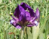 Iris pseudopumila Tineo (Iridaceae)