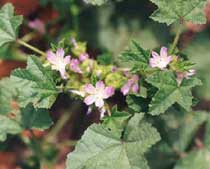 Malva nicaeensis All.