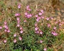 Micromeria graeca (Lamiaceae)