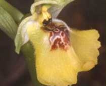 Ophrys lacaitae Lojac