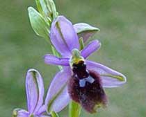 Ophrys lunulata (Orchidaceae)