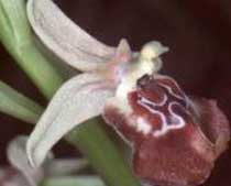 Ophrys oxyrrhynchos (Orchidaceae)