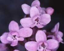 Orchis brancioforti Biv.(Orchidaceae)