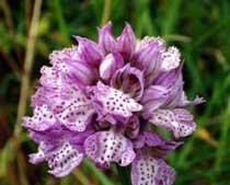Orchis commutata Tod.(Orchidaceae)