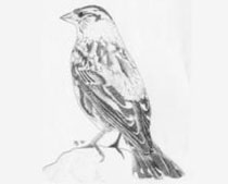 Passera lagia
