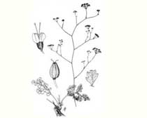 Pimpinella anisoides (Apiaceae)