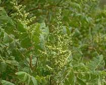 Rhus coriaria L.