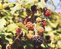 Rubus ulmifolius Schott.