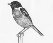 Saltimpalo