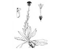Serratula cichoracea DC. (Asteraceae)