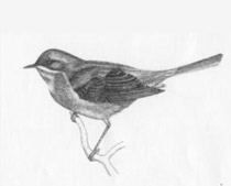 Sterpazzolina