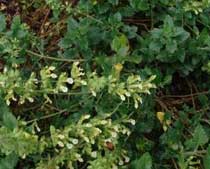 Teucrium flavum L.