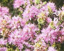 Thymus capitatus