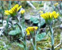 Tussilago farfara L.