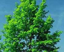 Ulmus minor L.